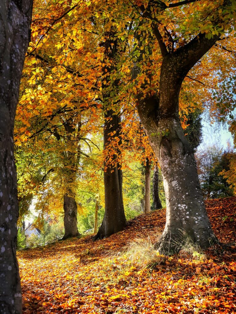 fall, trees, hill, slope, forest, woods, autumn, nature, landscape